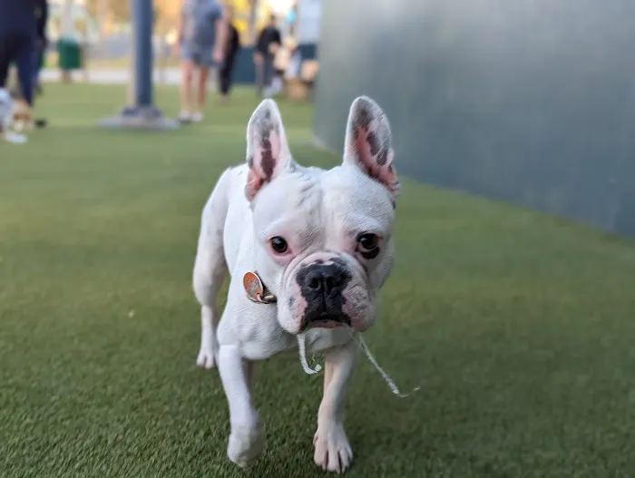West Hollywood Small Dog Park 3