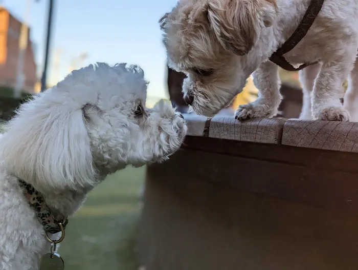 West Hollywood Small Dog Park 7