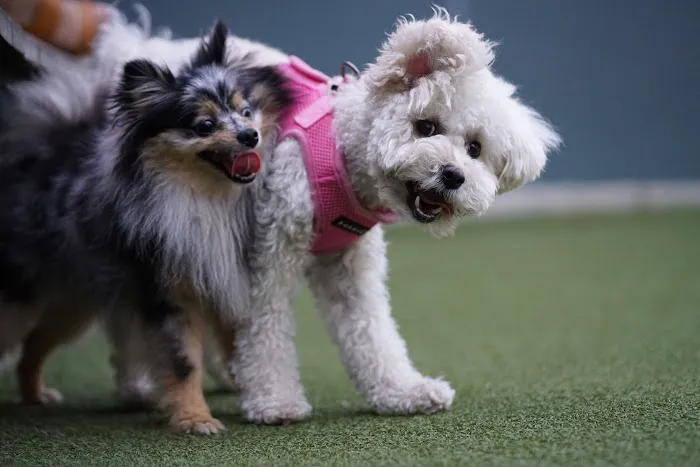 West Hollywood Small Dog Park 1