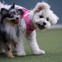 West Hollywood Small Dog Park ico