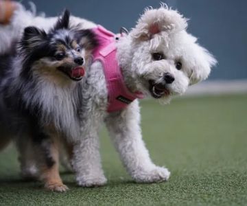 West Hollywood Small Dog Park