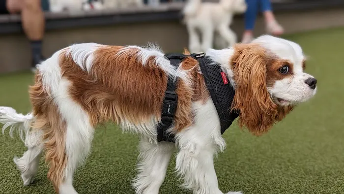 West Hollywood Small Dog Park 2