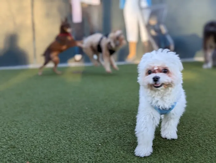 West Hollywood Small Dog Park 10