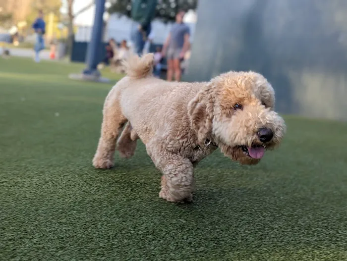 West Hollywood Small Dog Park 8