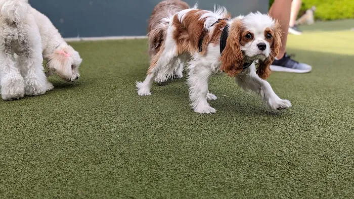 West Hollywood Small Dog Park 9