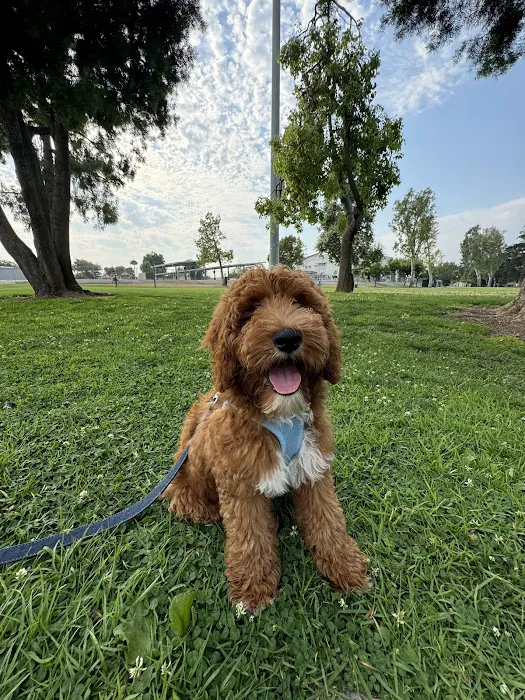 Garvey Paws Dog Park 4