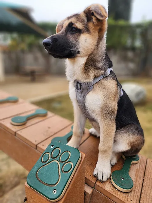 Garvey Paws Dog Park 3