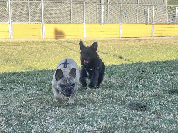 Garvey Paws Dog Park 10