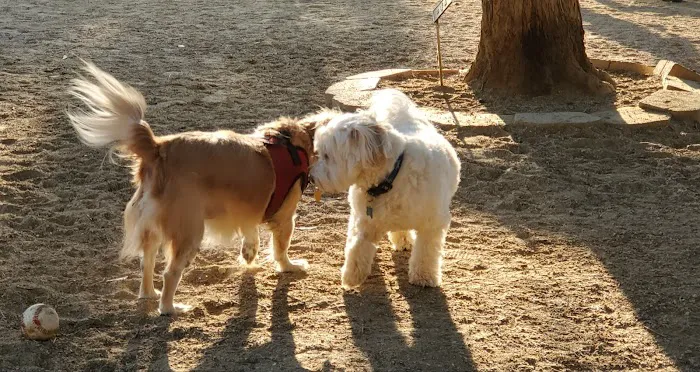 Boneyard Dog Park 1