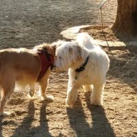 Boneyard Dog Park ico