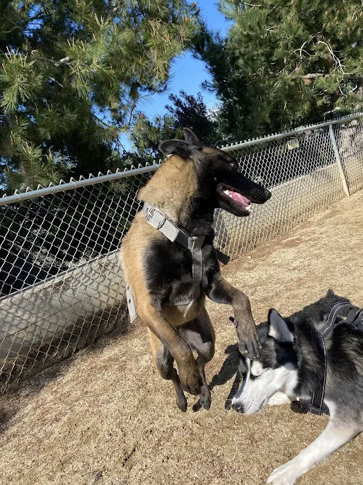 Boneyard Dog Park 4