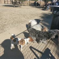 Beverly Hills Dog Park ico