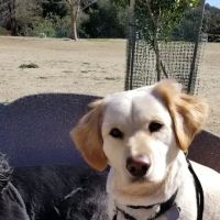 Laurel Canyon Dog Park ico