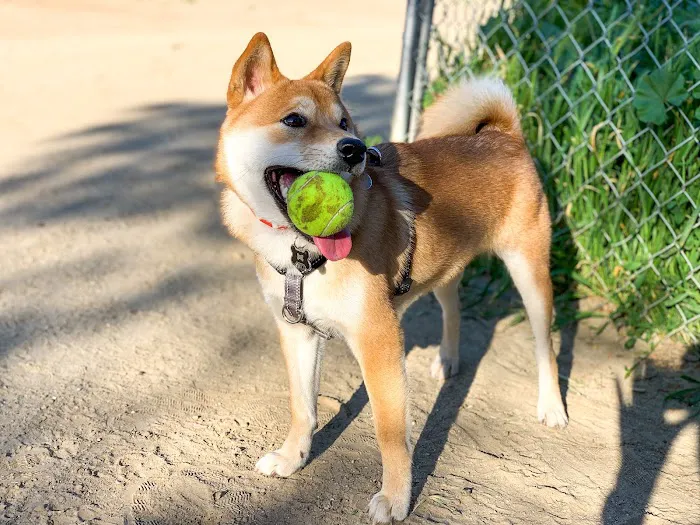 Laurel Canyon Dog Park 7