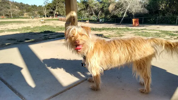 Laurel Canyon Dog Park 10