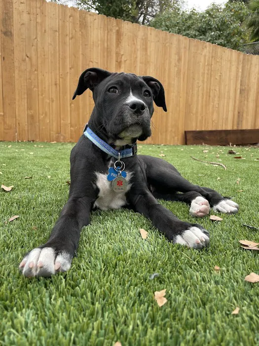 St. Barks 3