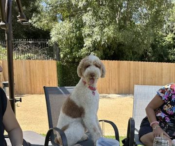 St. Barks