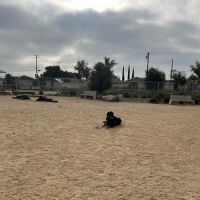 Magic Johnson dog park ico