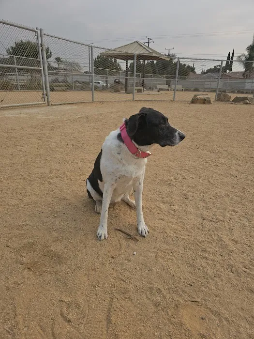 Magic Johnson dog park 4