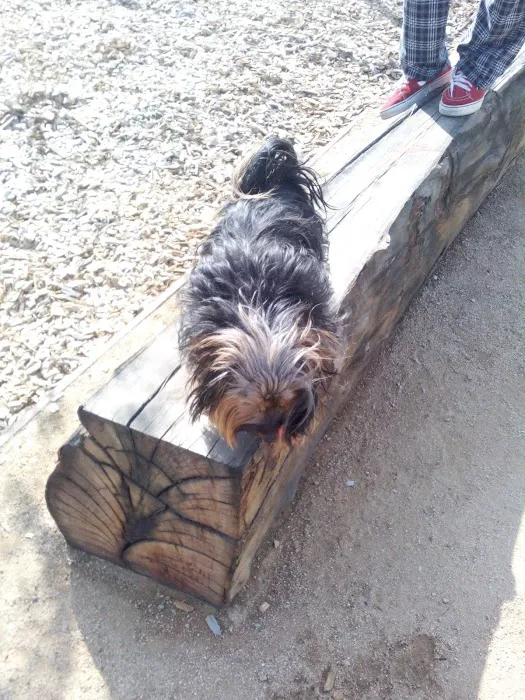 Magic Johnson dog park 7