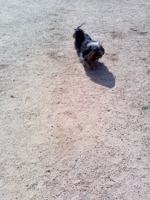 Magic Johnson dog park 9