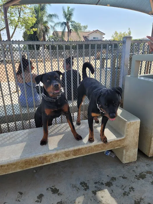 Hollydale Dog Park 7