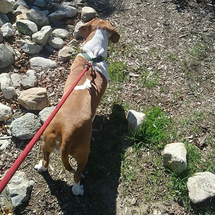 Hollydale Dog Park 6