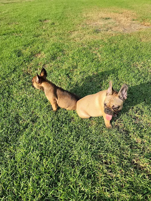 Hollydale Dog Park 9