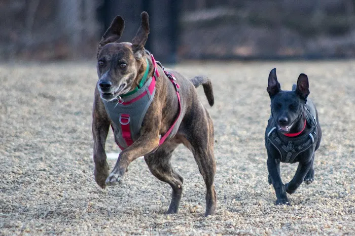 Dog park at Wayne’s Way & Shared Dr 3