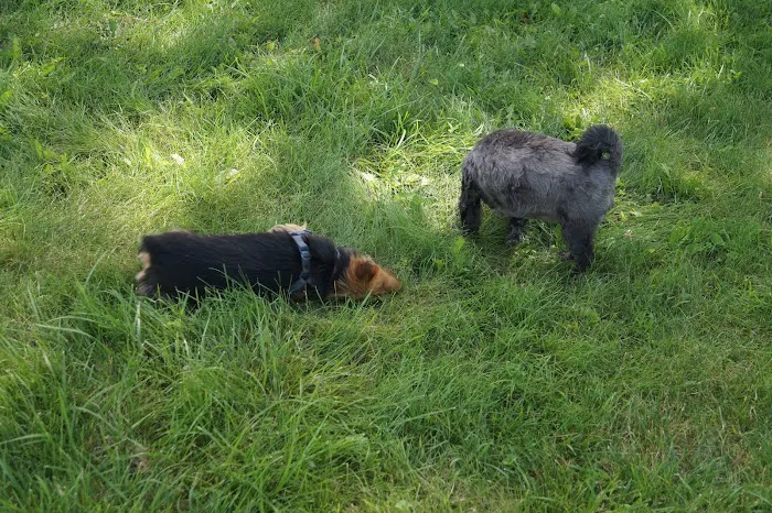 Dog park at Wayne’s Way & Shared Dr 2