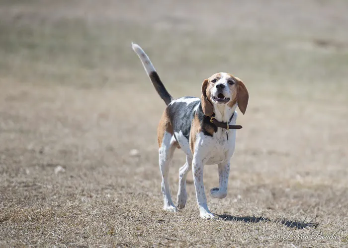 Dog park at Wayne’s Way & Shared Dr 1