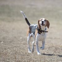 Dog park at Wayne’s Way & Shared Dr ico