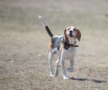 Dog park at Wayne’s Way & Shared Dr