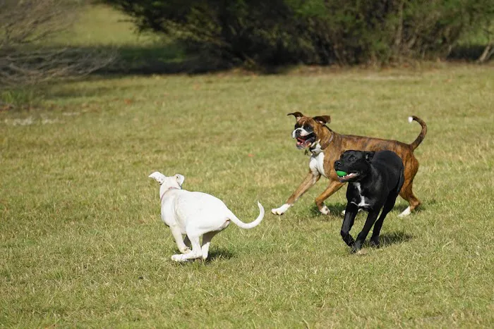 Dog park at Wayne’s Way & Shared Dr 7