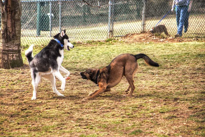 Dog park at Wayne’s Way & Shared Dr 8