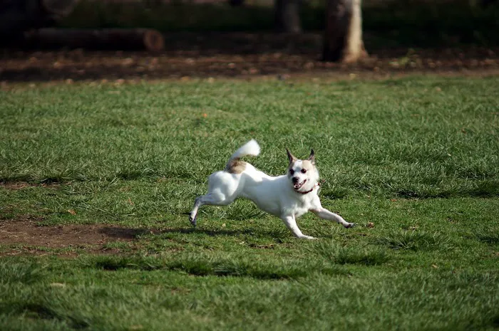 Dog park at Wayne’s Way & Shared Dr 5