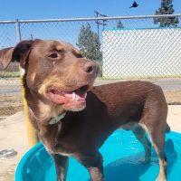 Whitnall Highway Off-Leash Dog Park ico