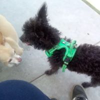 Whitnall Off Leash Dog Park ico