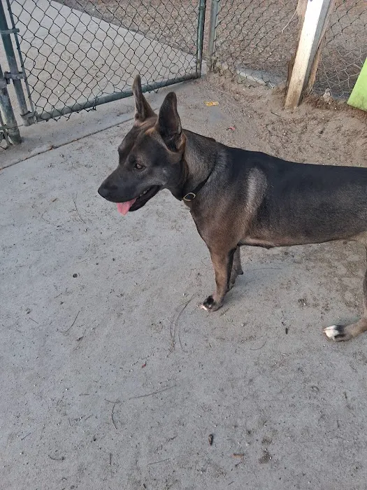 Coolidge Dog Park 3