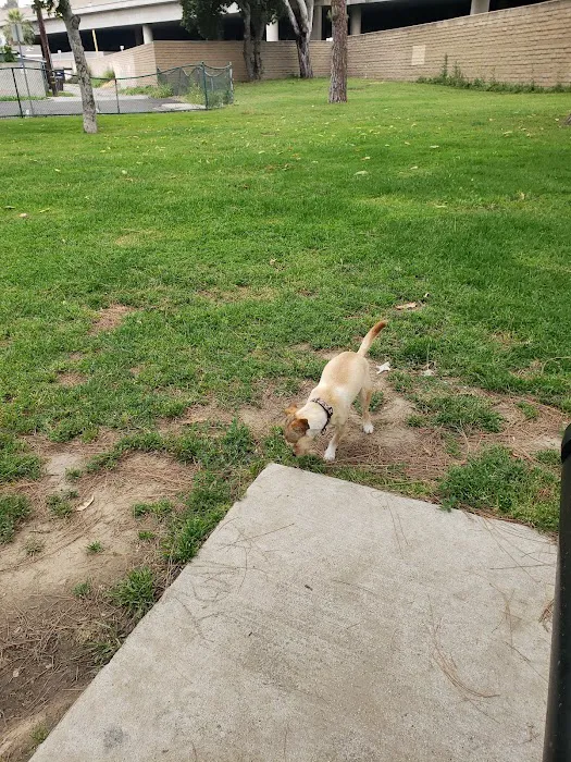 Coolidge Dog Park 8