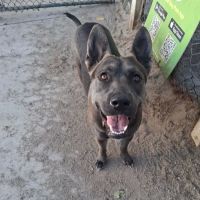 Coolidge Dog Park ico