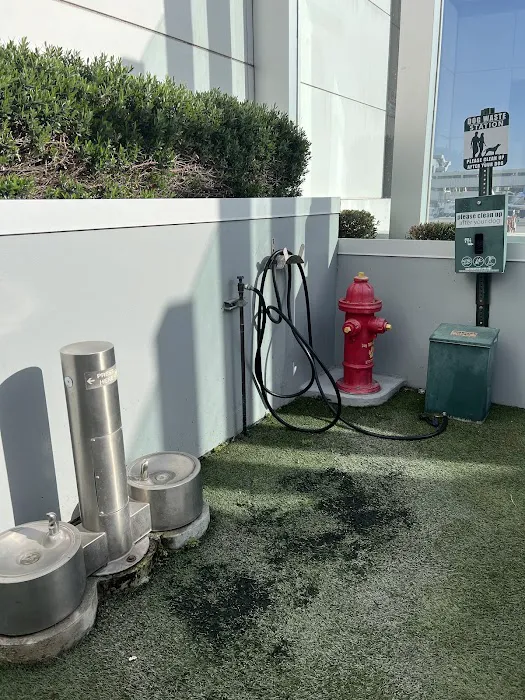 Terminal 6 Pet Relief Area 3