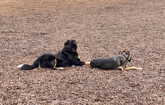 Oberrieder Dog Park 8