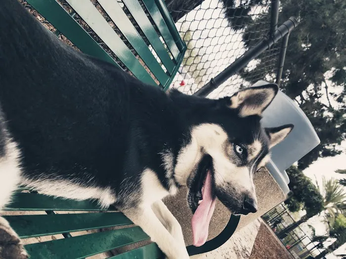 Oberrieder Dog Park 9