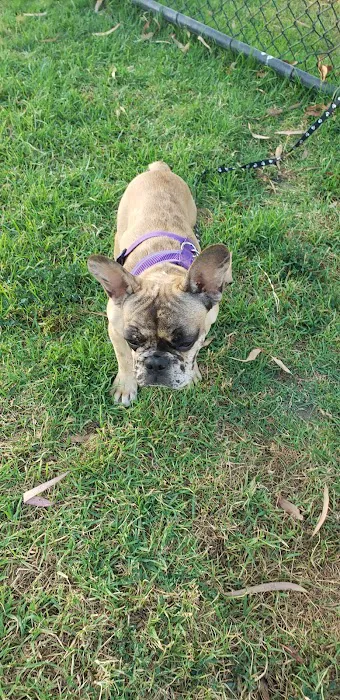 Rio San Gabriel Dog Park 1