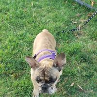 Rio San Gabriel Dog Park ico