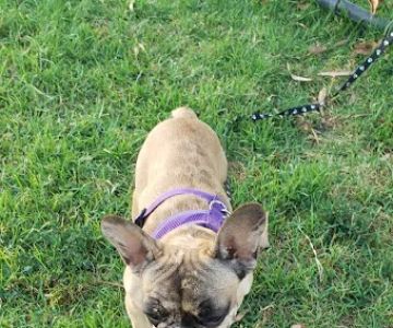 Rio San Gabriel Dog Park