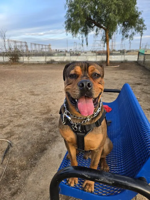 Rio San Gabriel Dog Park 6