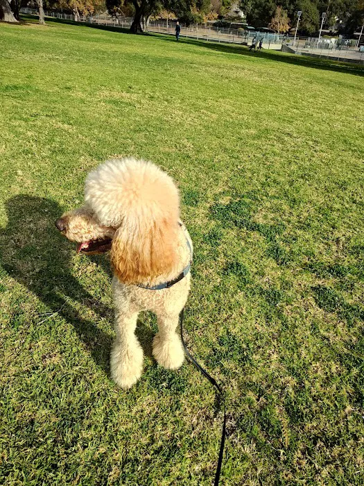 Crescenta Valley Dog Park 6