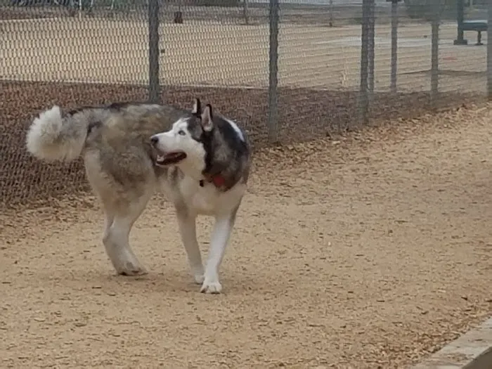 Crescenta Valley Dog Park 4